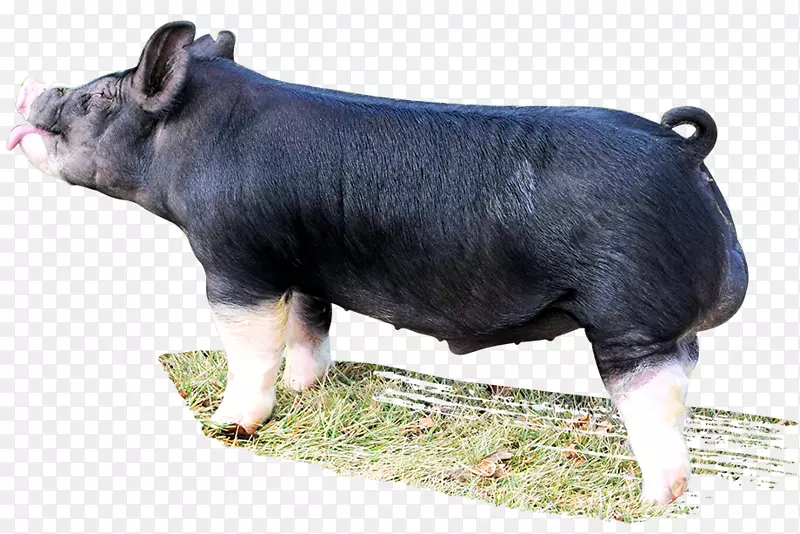 伯克希尔猪畜牧养殖鼻子-公猪