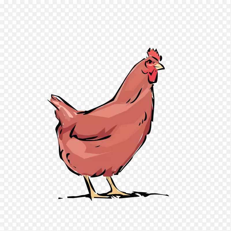 鸡公鸡养殖剪贴画-母鸡