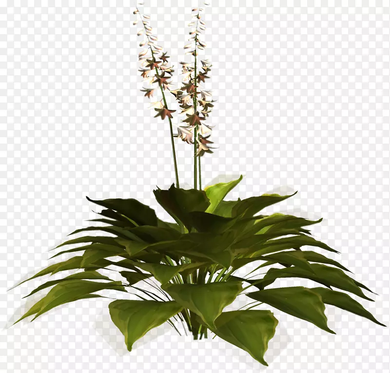 植物品种：普通荨麻-香芹-花卉树