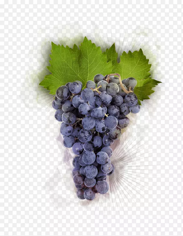 黑比诺葡萄，勃艮第葡萄酒，酿酒食品-葡萄