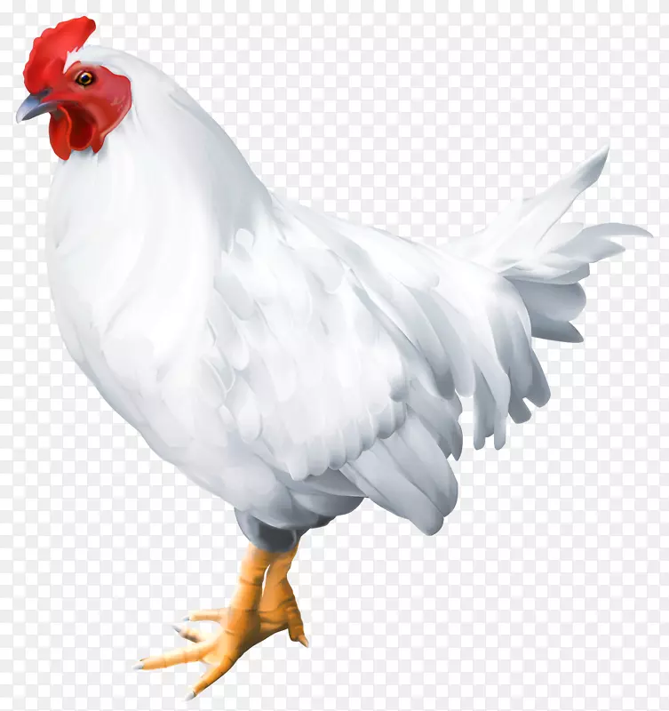 鸡类摄影-免费公鸡