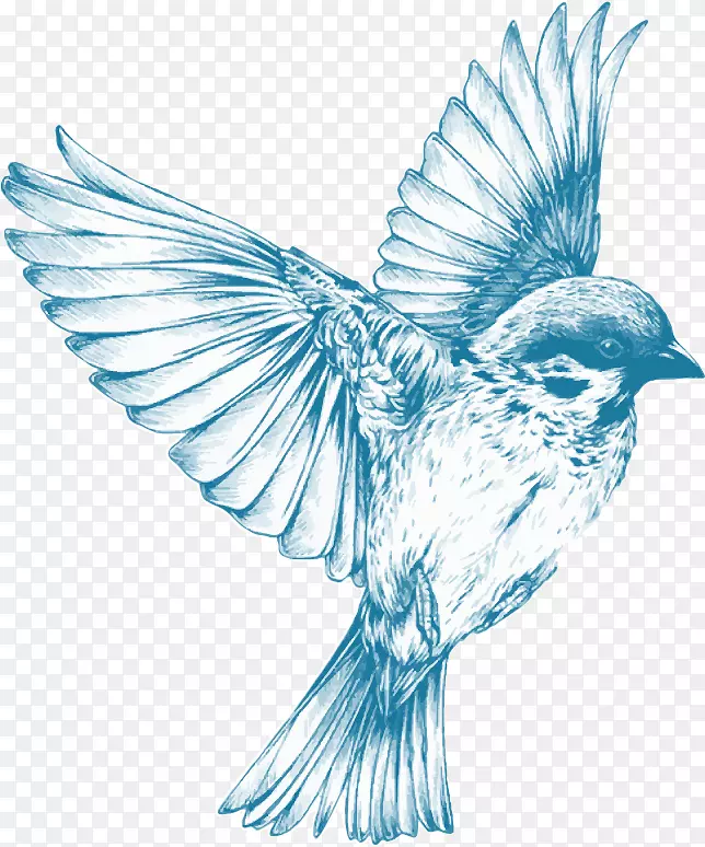 女孩画鸟素描-蓝鸟