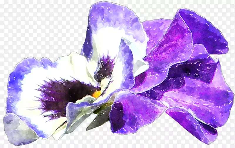 紫丁香紫色虹膜科-羽毛水彩