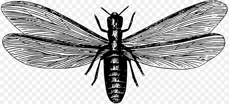 蚂蚁东方地下白蚁害虫防治新婚飞行害虫-昆虫