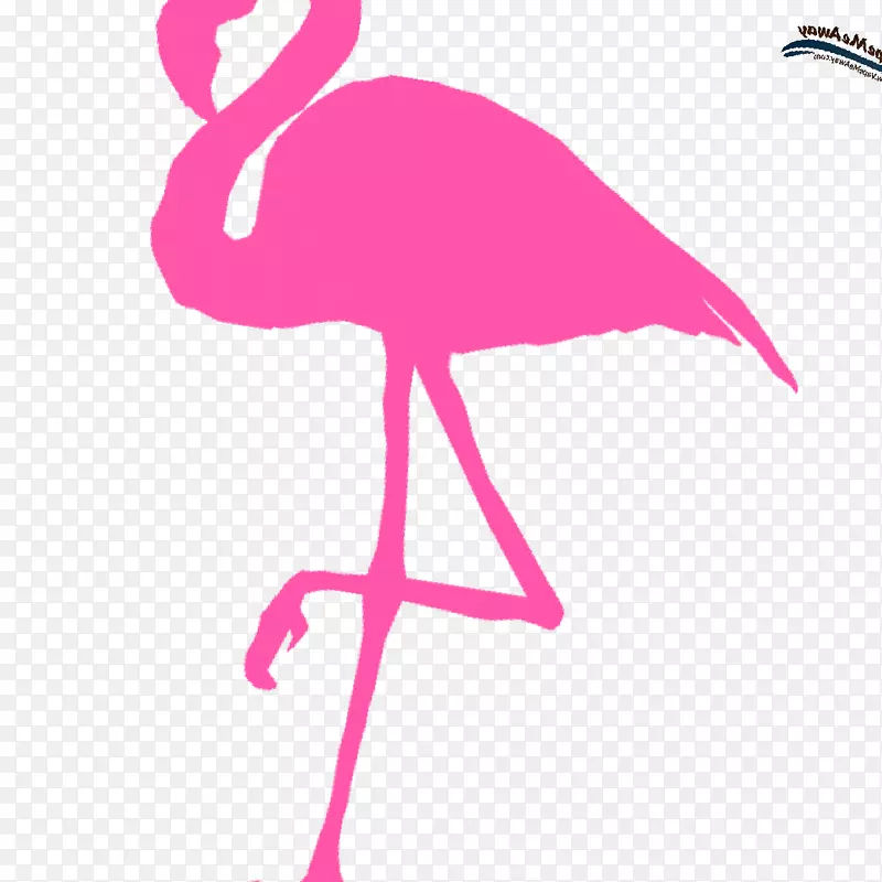 水鸟火烈鸟脊椎动物粉红色火烈鸟