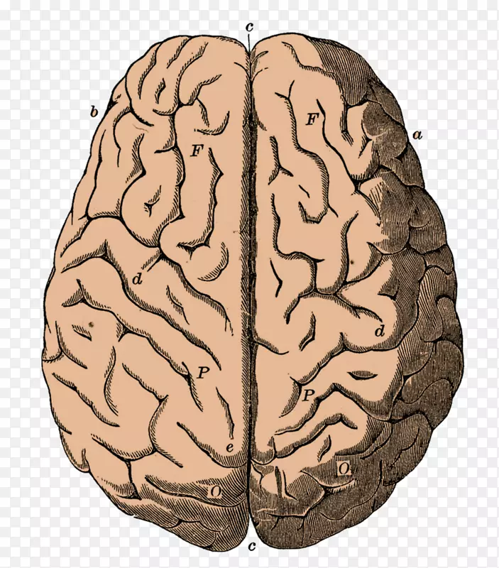 人脑神经元剪贴画轮廓