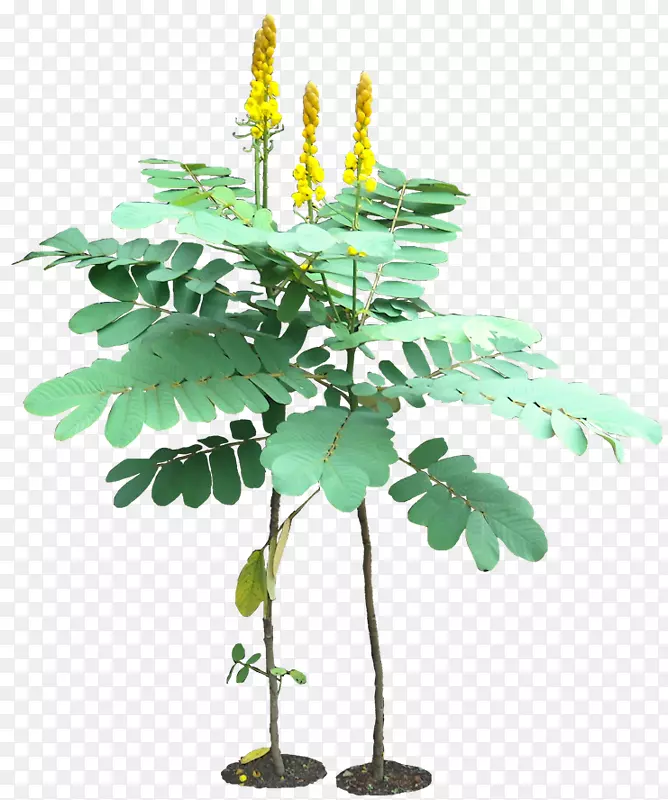 番泻叶金色淋浴树草本植物番泻叶-热带植物