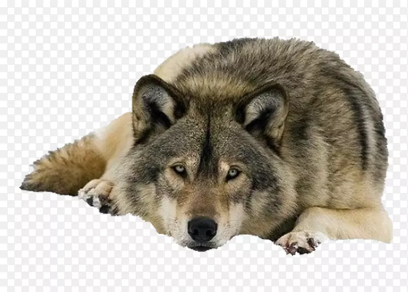 狗桌面壁纸鹿野兔黑狼