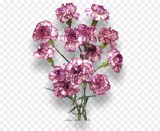 红花切花紫丁香-勃艮第花