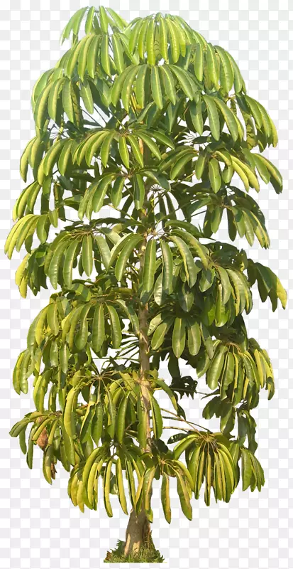 马尾兰-热带植物