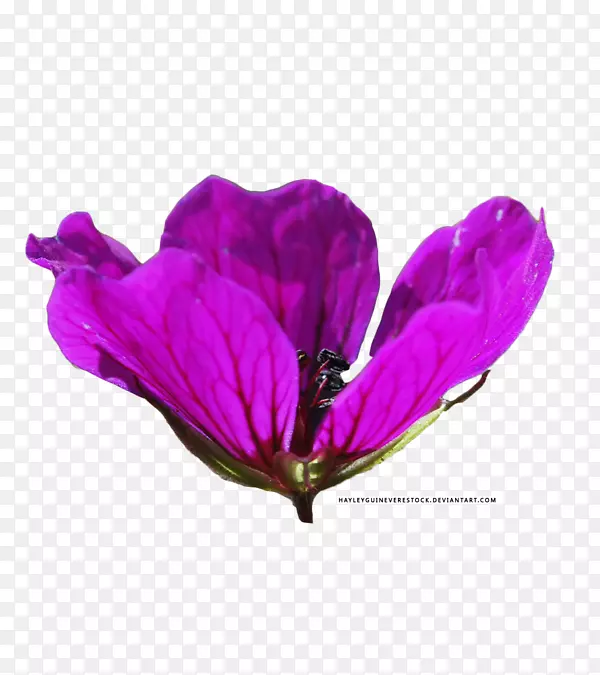 紫丁香薰衣草紫红色紫色花