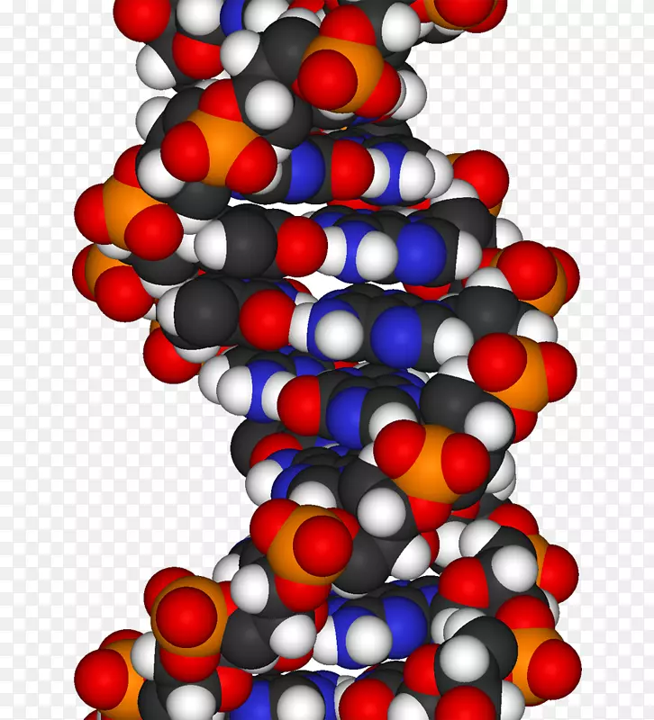 双螺旋：dna复制空间填充模型dna分子模型dna结构的发现