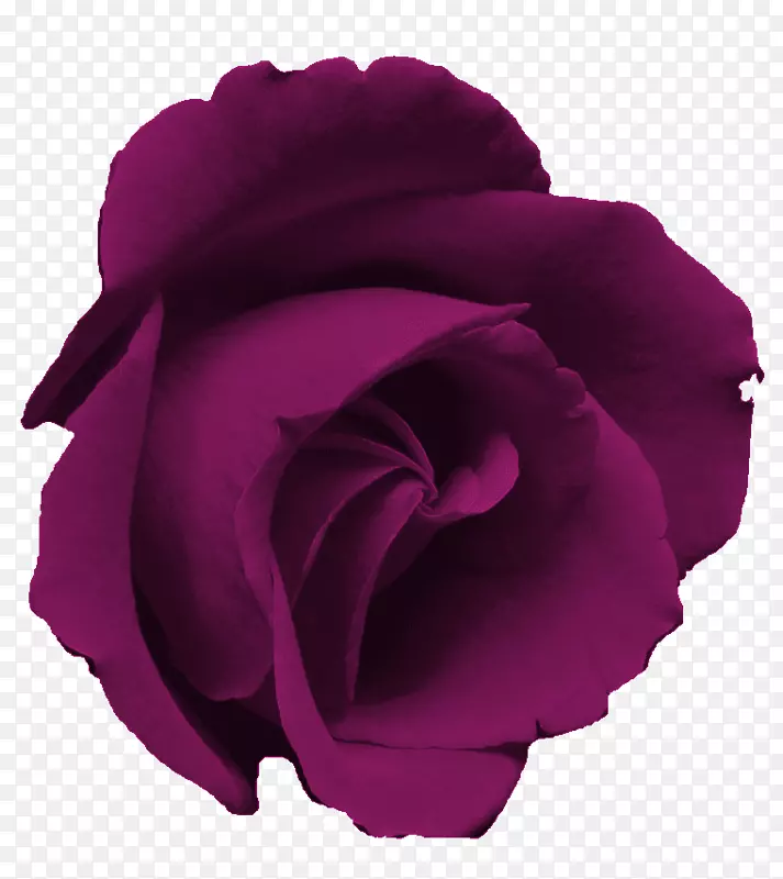 蓝色玫瑰花剪贴画-紫色花