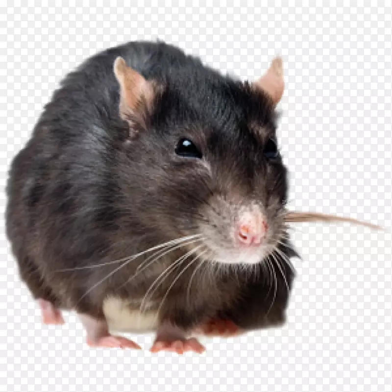 棕色大鼠虫害防治黑鼠和小鼠