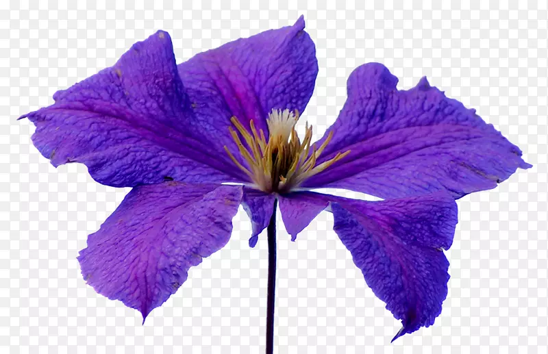 皮革花瓣-紫色花