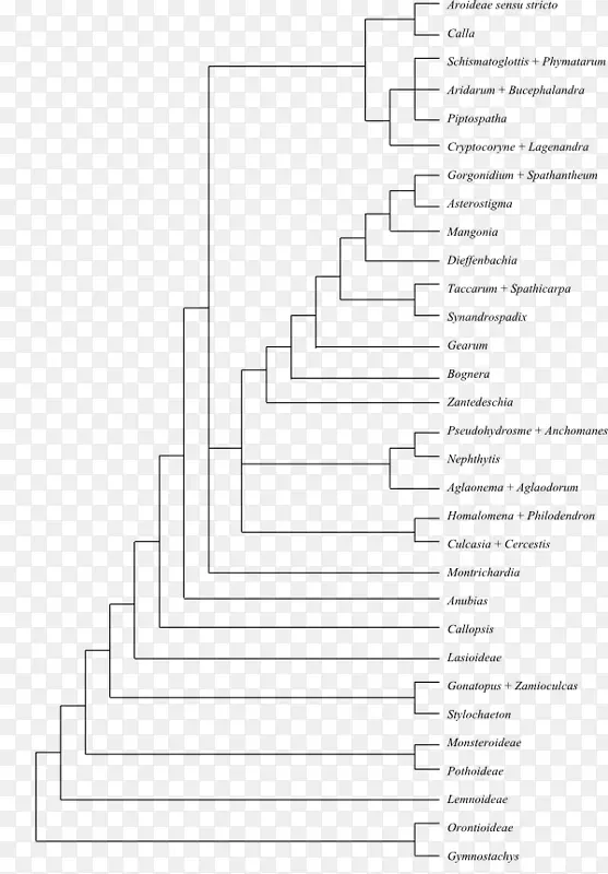银杉属植物的进化历史
