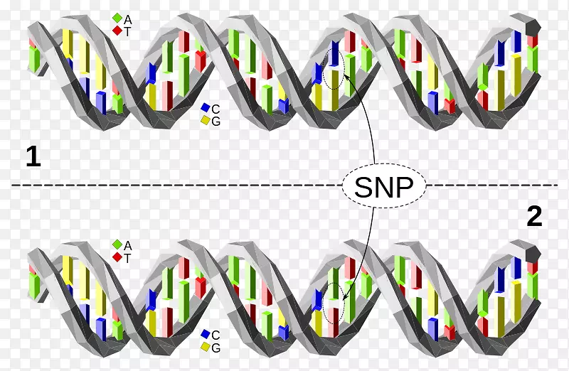 单核苷酸多态性单倍型遗传变异-dna