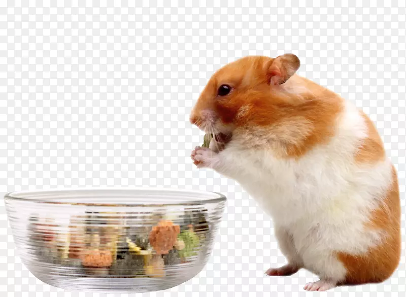 你的仓鼠吃食物-仓鼠
