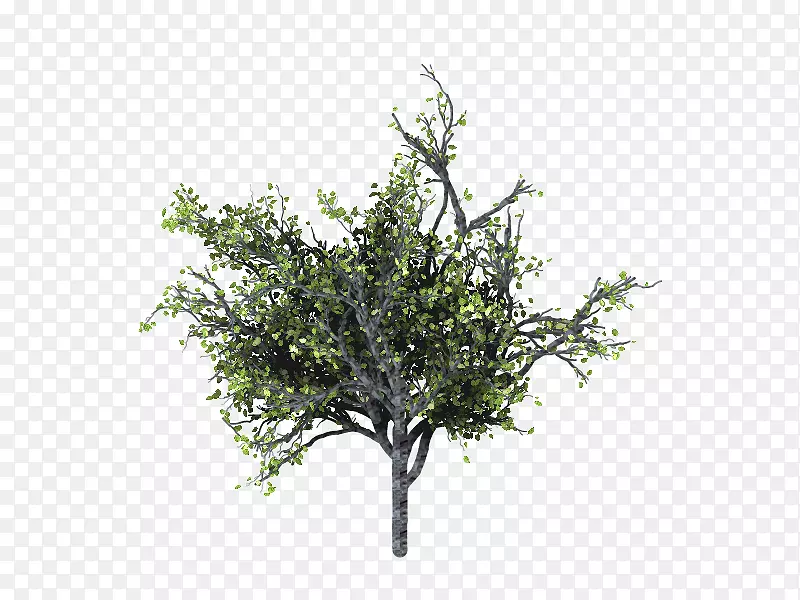 木本植物枝-枝PNG图片素材下载_图片编号914762-PNG素材网