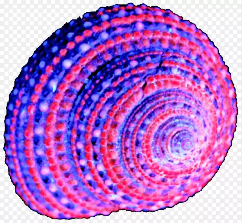 圆螺旋形紫色点贝壳