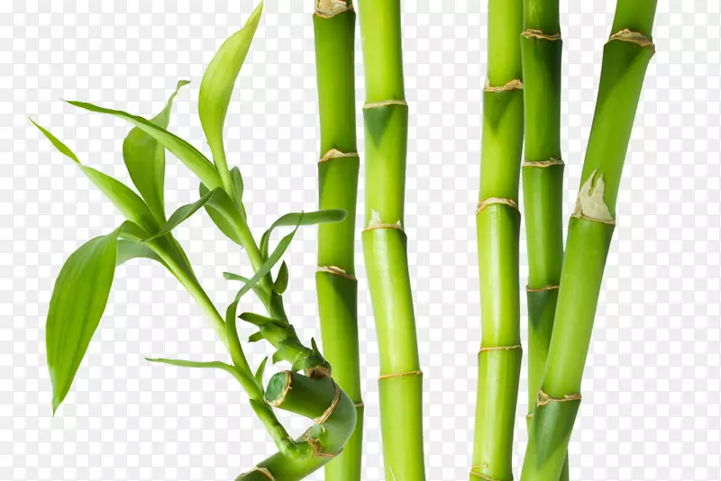 竹类植物茎、纸芽-竹子