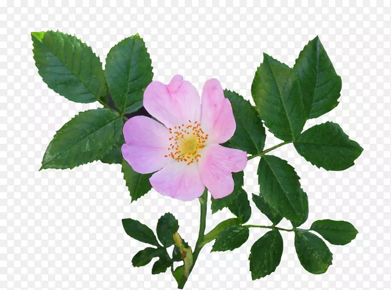 狗玫瑰粉红色花园玫瑰剪贴画野花