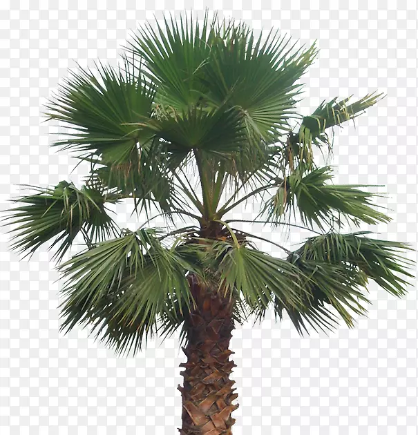 槟榔科植物剪贴画-树顶