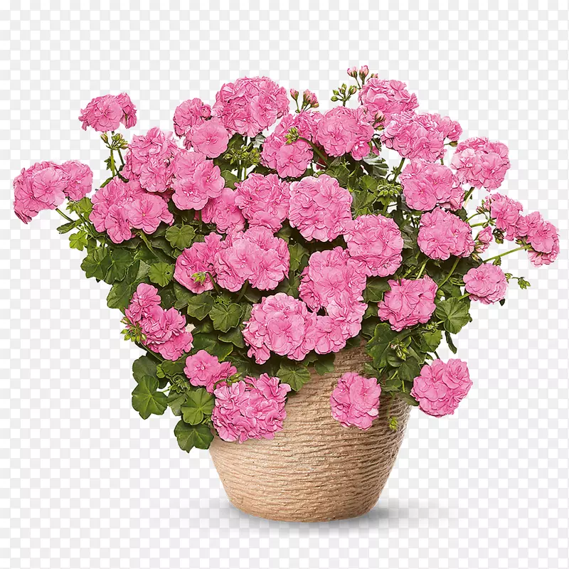 纯粉红色植物杜鹃花-天竺葵