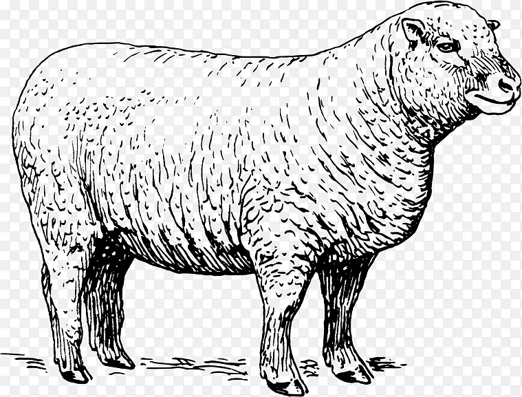 羊羊肉夹艺术-绵羊