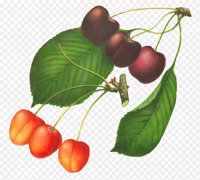 植物插图-樱桃素描-樱桃果实