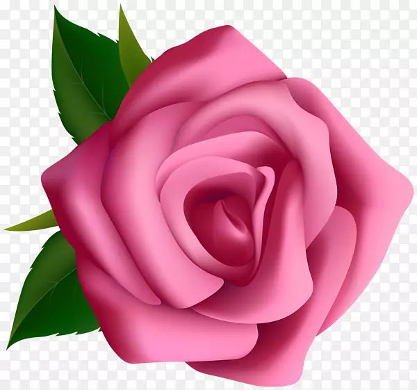玫瑰剪贴画-粉红色玫瑰