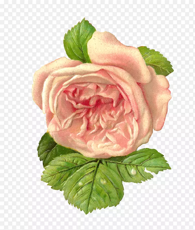 花纸花园玫瑰剪贴夹艺术-粉红色玫瑰