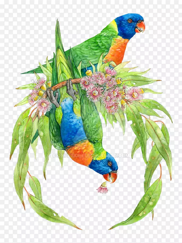 鸟鹦鹉和花雀彩绘.水彩花环