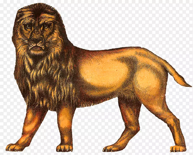 狮子虎马戏团绘画剪辑艺术-狮子