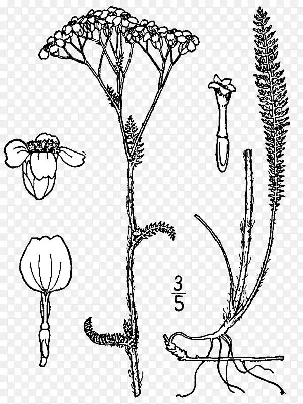 雅若画根茎植物插图-绘图