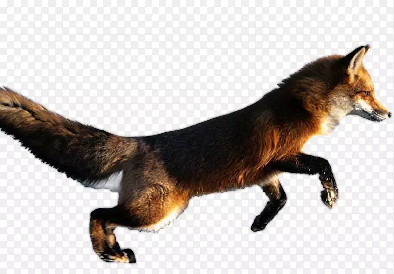 红狐北极狐狸布兰福德的狐狸桌面壁纸-动物