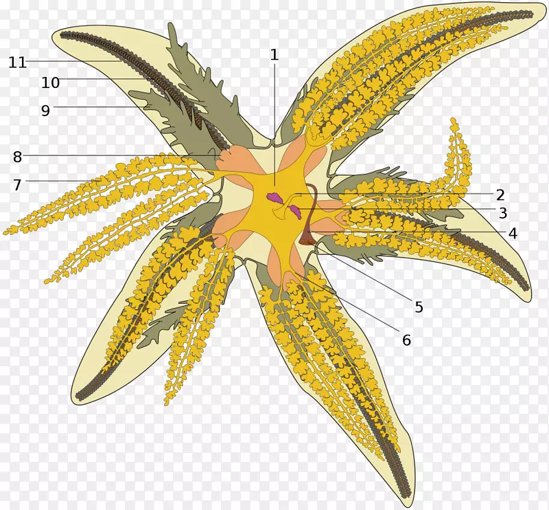 普通海星棘皮动物报告水维管束系统-海星