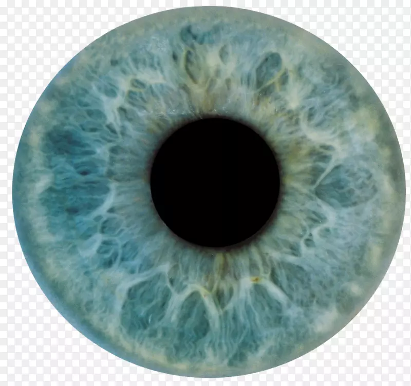 人眼虹膜解剖光眼