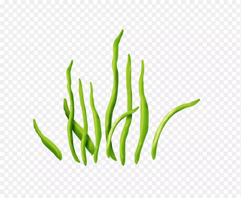 水生海藻植物剪贴画.海藻