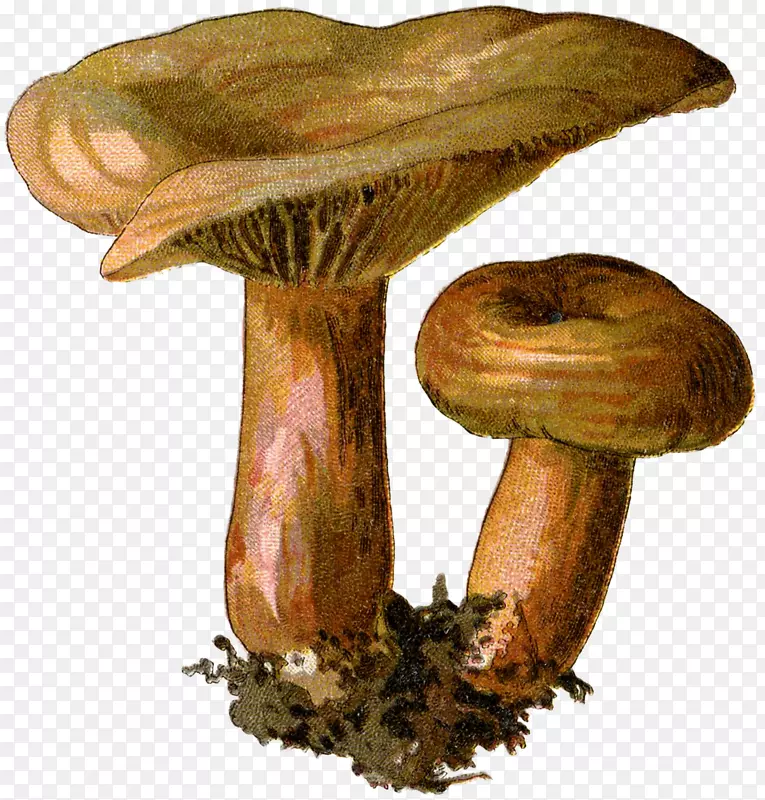 食用菌植物学图解-蘑菇
