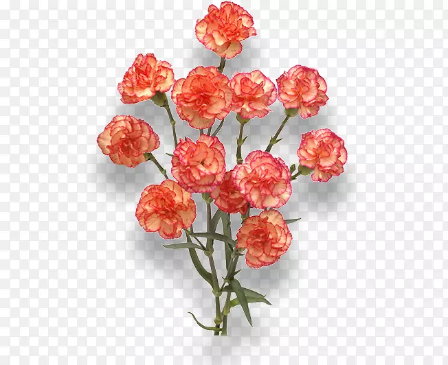 康乃馨切花橙红色-勃艮第花