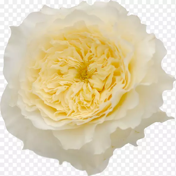 花园玫瑰，花瓶，生活-白色玫瑰