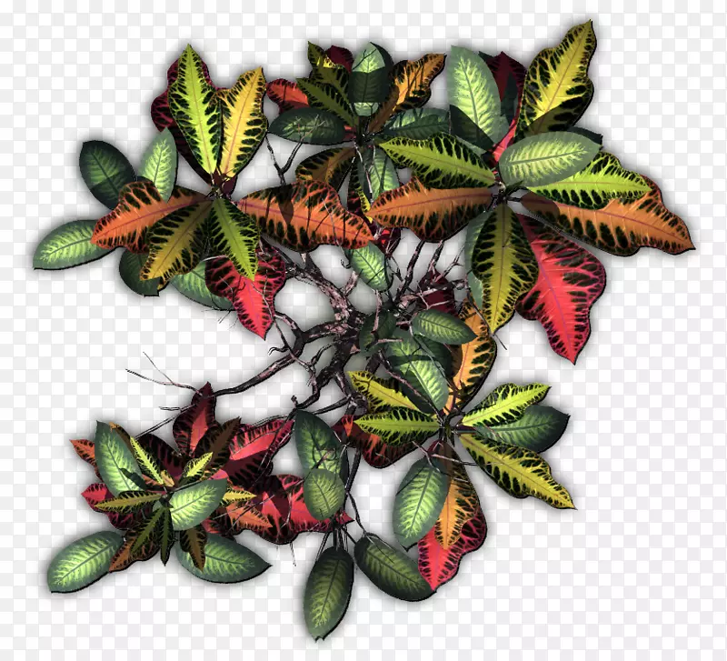 藤本植物-热带植物