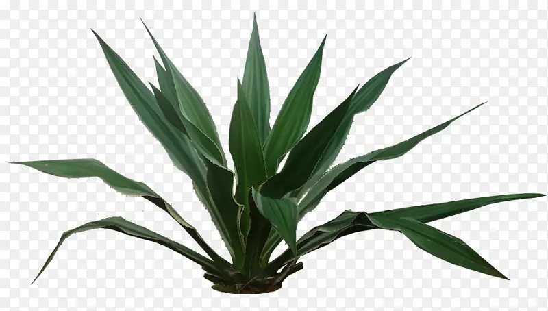 黄芩-热带植物
