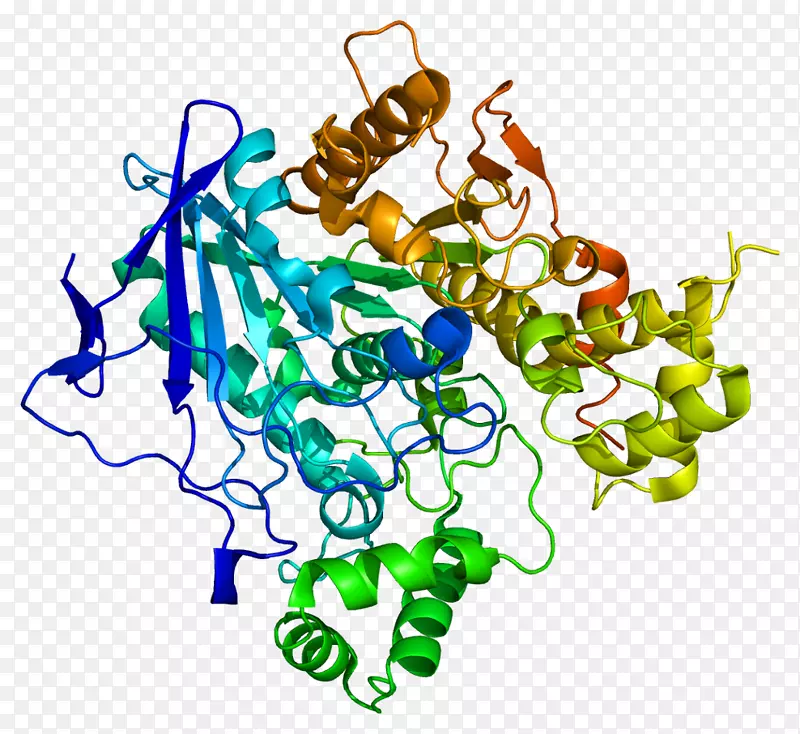 丁酰胆碱酯酶生化蛋白酶酯