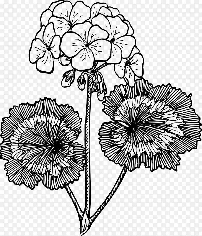 绘制花卉剪贴画-天竺葵