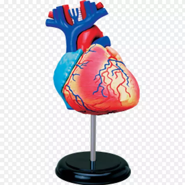 人体解剖人体心脏人体骨骼-人体心脏