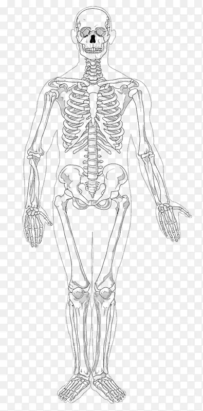 人体骨骼-阑尾骨骼-骨骼系统剪贴术-骨骼
