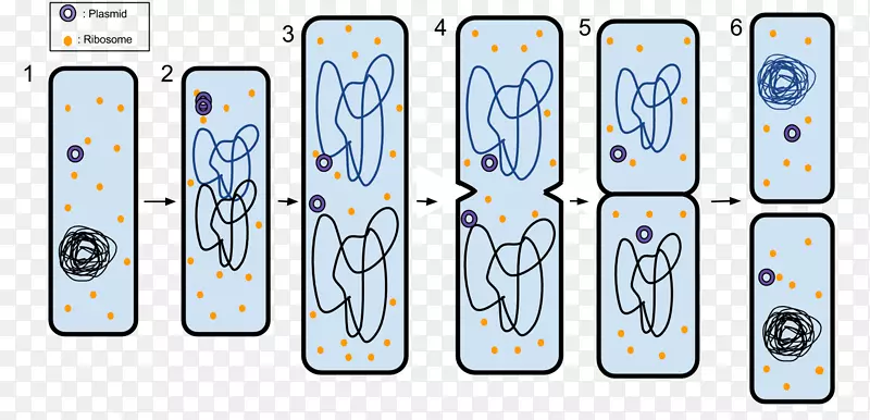 分裂原核生物无性繁殖细胞分裂-真菌