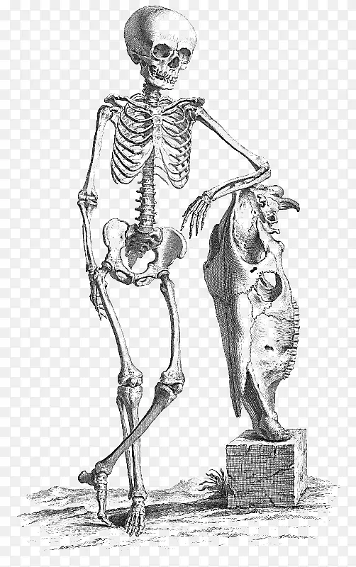 人体制作图书馆纵隔解剖外科医生人体骨骼外科-骨骼